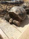 turtle-big-shell-animal-nature-669386.jpg