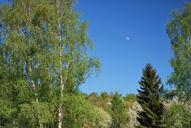 tree-green-spring-blue-sky-moon-647944.jpg