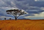 acacia-tree-tanzania-safari-277352.jpg