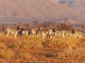 zebra-animal-herd-grassland-1149864.jpg