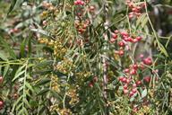 pepper-tree-berries-pepper-bush-1079214.jpg