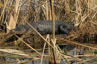 Alligator alligator mississippiensis sunning itself.jpg