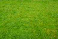 lawn-grass-green-summer-garden-1409818.jpg