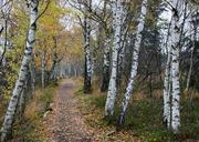 birch-away-nature-hiking-trail-520944.jpg