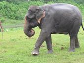 elephant-nature-wild-wildlife-523878.jpg