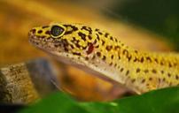 gecko-leopard-gecko-lizard-reptile-517670.jpg