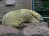 polar-bear-bear-zoo-animal-white-427604.jpg