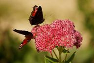 pair-butterflies-animals-nature-818804.jpg