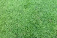 lawn-green-garden-wallpaper-grass-502339.jpg