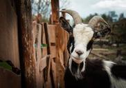 goat-animal-ungulates-horn-horns-328519.jpg