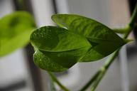 water-droplets-living-foods-plant-990656.jpg