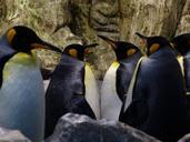 king-penguins-penguins-beaks-look-406539.jpg