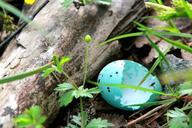 blue-eggs-measured-praised-hatched-656342.jpg