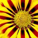 summer-flower-flowers-in-the-summer-76165.jpg