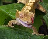 gecko-tongue-flicking-macro-165029.jpg