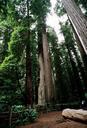 Ancient-coast-redwoods.jpg