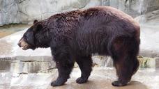 black-bear-bear-black-animal-fur-1421835.jpg