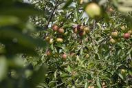 fruit-apples-fruits-542912.jpg