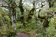 Middle_Earth_Tongariro_National_park_Bush.jpg