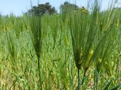 barley-abstract-nature-pool-blue-801978.jpg