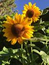 sunflowers-summer-garden-1650938.jpg