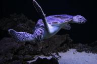 sea-turtles-turtle-animal-815519.jpg