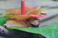 crown-gecko-gecko-diurnal-reptile-936906.jpg