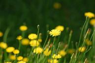 wildflowers-yellow-daisies-flowers-191911.jpg