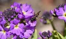 primrose-drumstick-flower-purple-720829.jpg