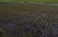 Scenic view of wildflowers in tundra wetlands.jpg