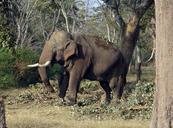 elephant-india-tusker-animal-597462.jpg