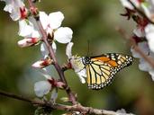 monarch-butterfly-wanderer-1537038.jpg