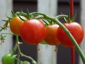 tomatoes-garden-ripe-organic-489103.jpg