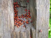 beetle-red-tree-lair-193310.jpg