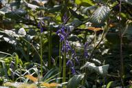 bluebells-hedgerow-plants-407525.jpg