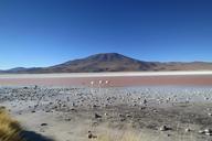 atacama-desert-chile-flamingos-594605.jpg