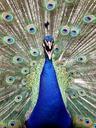 peacock-bird-blue-nature-animal-458257.jpg