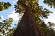 forest-tree-hair-sequoia-1560032.jpg