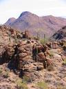 Saguaro-cactus-in-the-Gates-Pass-area-of-Arizona.jpg