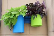 flowerpot-plant-green-blue-1570494.jpg