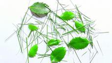 grass-leaves-green-isolated-533587.jpg