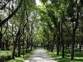 trail-tree-taiwan-path-876313.jpg