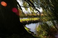 light-tree-lake-nature-sunlight-507611.jpg