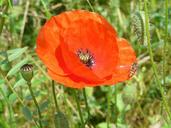 fields-flowers-poppy-1467272.jpg