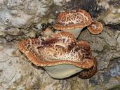 dryad-s-saddle-mushroom-591480.jpg