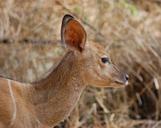 antelope-safari-animal-deer-nature-277409.jpg