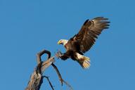 bald-eagle-landing-soaring-bird-1624943.jpg