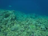 coral-reefs-okinawa-sea-1044530.jpg