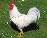 rooster-poultry-bird-chicken-848348.jpg