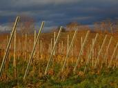 landscape-vines-winegrowing-596602.jpg